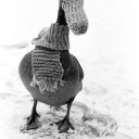 toxiclose adlı kullanıcı